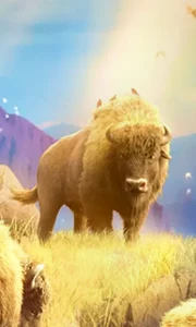 Buffalo Win